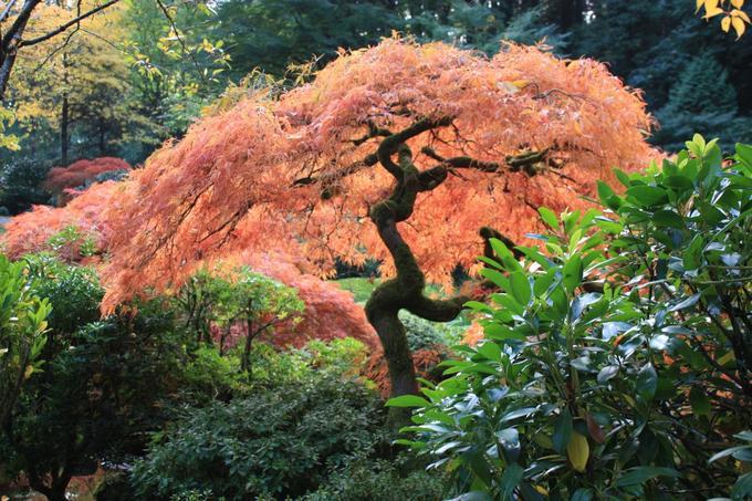 Japanese Garden, Portland (Oregon Digital)