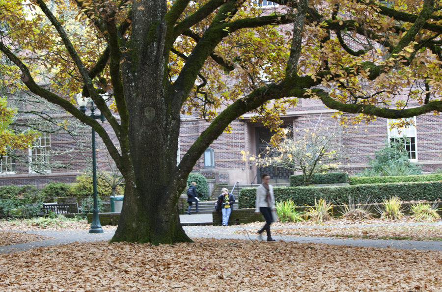 College students walking on campus in front of the knight library during a fall day.