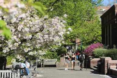 spring cherry blossoms in front of Knight Library