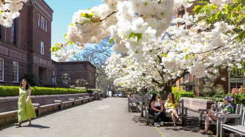 people sitting on a bench under cherry blossoms in front of library