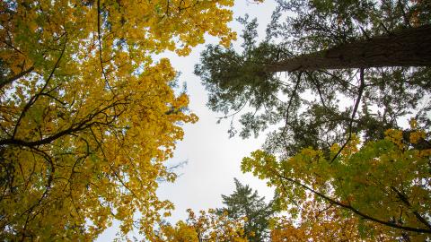 treetops in the fall