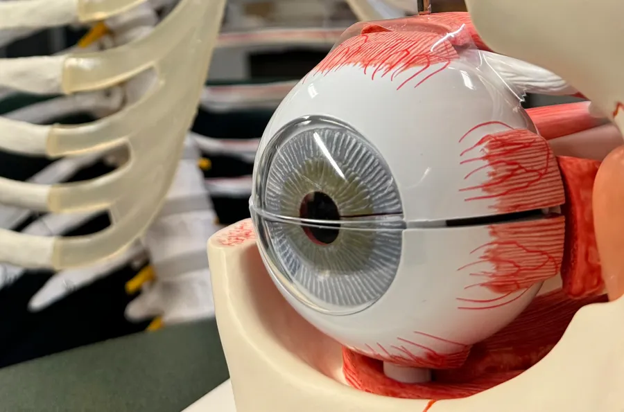 human eye anatomy model